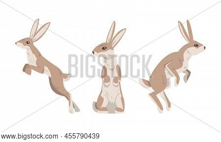 Hare Or Jackrabbit As Animal With Long Ears And Grayish Brown Coat In Sitting And Jumping Pose Vecto