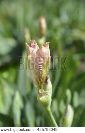 Intermediate Bearded Iris Lingering Flower Bud In The Garden