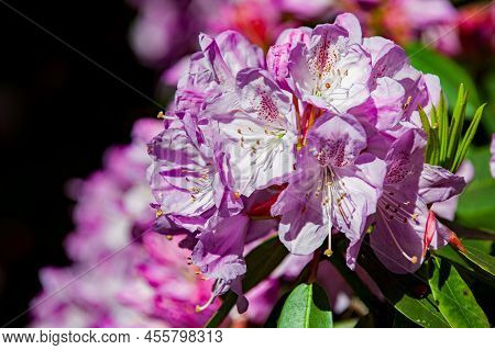 Pink Azalea Flowers Blossom In The Garden. Rhododendron Tree. Spring Time