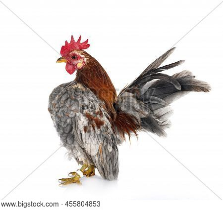 Malaysian Serama In Front Of White Background