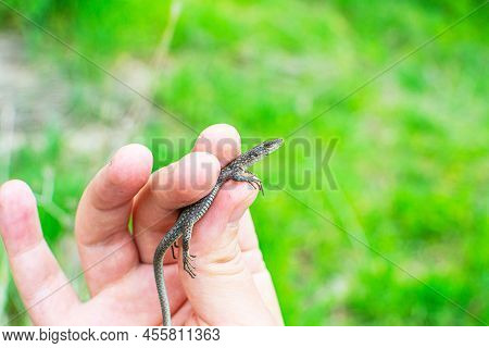Darevskia Armeniaca In Hand - Small Armenian Lizard Or Armenian Rock Lizard - Is Parthenogenetic Spe