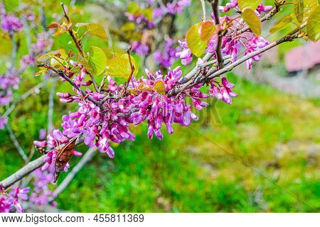 Luxurious Redbuds Tree With Lush Blooming Flowers In The Park, Eastern Redbud