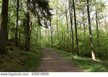 A Path In The Forest Lit By The Sun. Forest Path On A Sunny Summer Day.