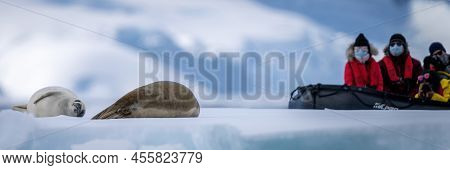 Photographers In Boat Watch Two Crabeater Seals