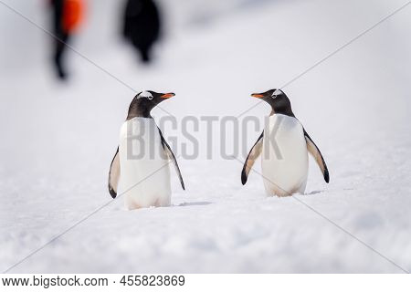 Two Gentoo Penguins On Snow By People
