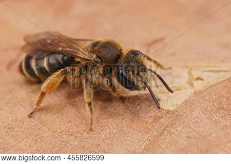 Detailed Closeup On A Female Small-gorse Mining Bee, Andrena Ovatula, Sitting On A Drief Leaf, Outdo