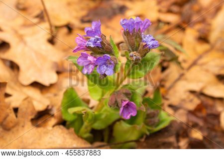 Primrose Lungwort On The Background Of Oak Foliage.medicinal Herbs