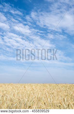 Golden Wheat Field Ready For Harvesting. Rural Grainfield Farmland Against Cloud Sky. Food Supplies