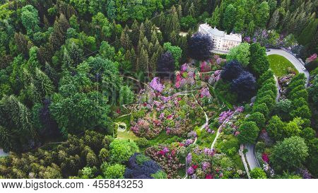 Aerial View Of Colorful Blooming Rhododendron Shrubs Among The Trees In The Oasi Zegna, Natural Area