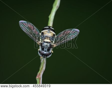 Hover Fly Perched On The Grasswith Black Background