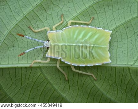 A Young Green Bug Under The Leaf