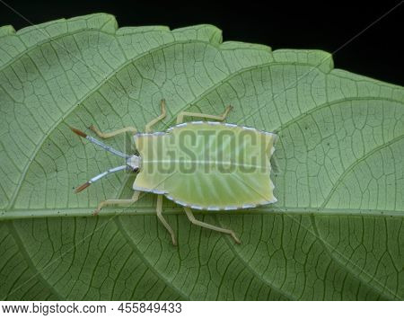 A Young Green Bug Under The Leaf