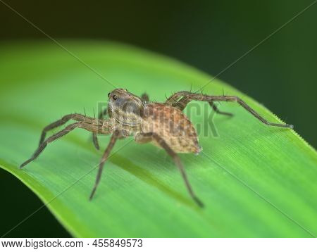 Pirate Wolf Spider On The Grass From Back View