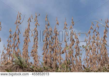 Glycine Max Plant Ready For Harvest