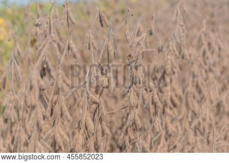 Glycine Max Plant Ready For Harvest
