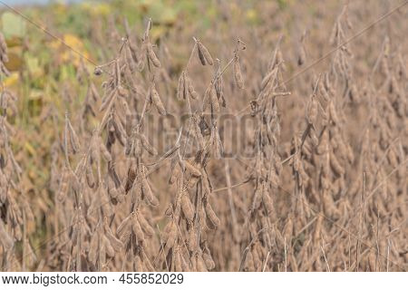 Glycine Max Plant Ready For Harvest