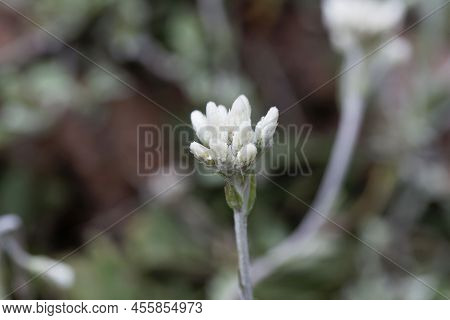 Field Pussytoes, Antennaria Neglecta