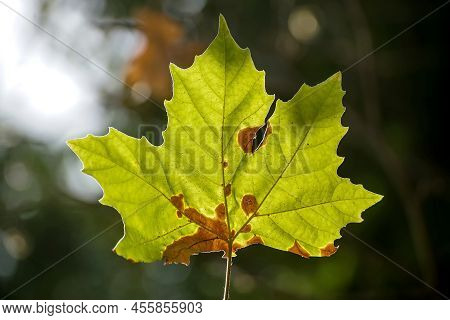 Bucharest, Romania - August 05, 2021: A Sunlit Green Platanus Leaf Is Affected By Anthracnose.