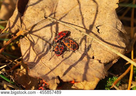 Red Beetles On A Wedge-shaped Leaf. Macro Photography Of Wildlife