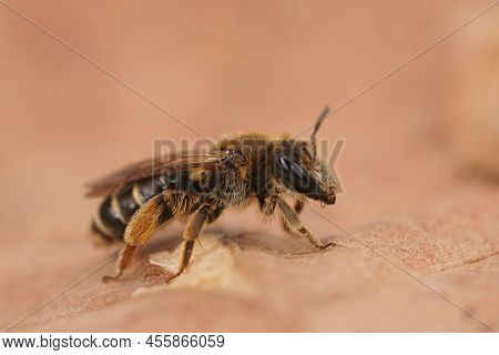 Detailed Lateral Closeup On A Female Small-gorse Mining Bee, Andrena Ovatula, Sitting On A Drief Lea