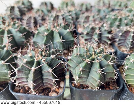 Cactus And Cactus Flowers Popular For Decorative