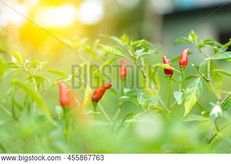 Chilli Peppers Or Red Chilies In Farm