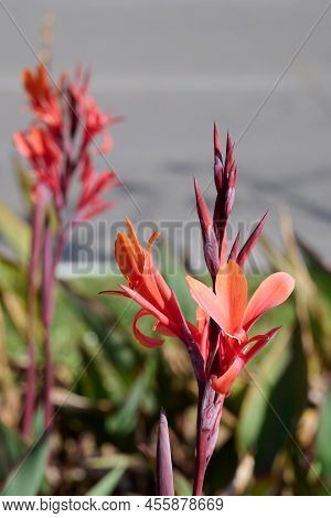 Canna Or Canna Lily Is The Only Genus Of Flowering Plants In The Family Cannaceae, Cannas Are Also U