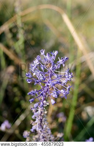 In The Spring In The Forest In The Wild Blooms Snowdrop Bifoliate Scilla Bifolia.