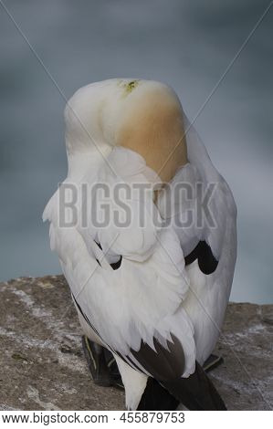 Gannet (morus Bassanus) Resting On The Coast Of Great Saltee Island In Ireland.