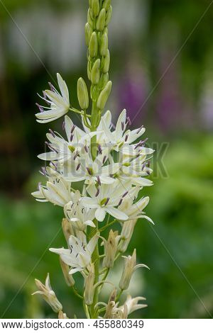 Camassia (camassia Quamash) Flower