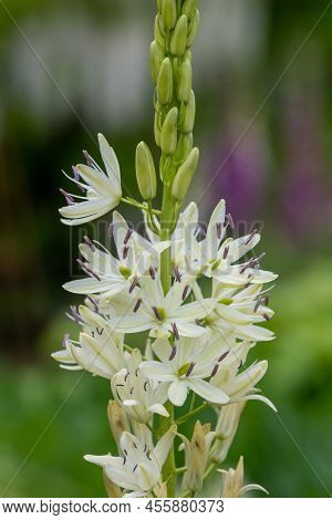 Camassia (camassia Quamash) Flower