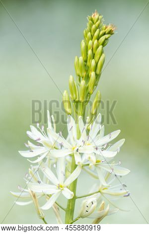 Camassia (camassia Quamash) Flower