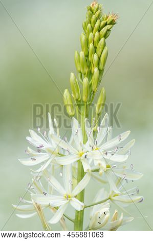 Camassia (camassia Quamash) Flower