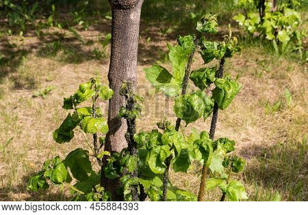 Young Branches Of Viburnum Are Affected By Black Bean Aphids In Spring Garden. Other Names Blackfly,