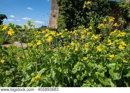 Yellow Monkeyflowers (erythranthe Guttata)