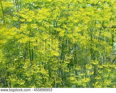 Dill Plant In The Garden. Dill Flowering, Bloomsl. Fennel Leaves. Green Leaf Background.