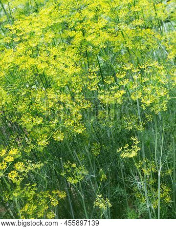 Dill Plant In The Garden. Dill Flowering, Bloomsl. Fennel Leaves. Green Leaf Background.