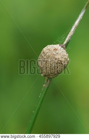 Vertical Closeup On A Cocoon Of A Liocranid Sac Spider, Agroeca, Attached To A Grass Straw In The Fi