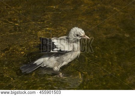 The Wattled Starling (creatophora Cinerea) In Zoo.
