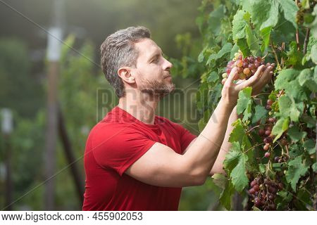 Grape Farmer Cutting Grapes. Grape Harvest, Smiling Farmer Cut Grapes In Vineyard.