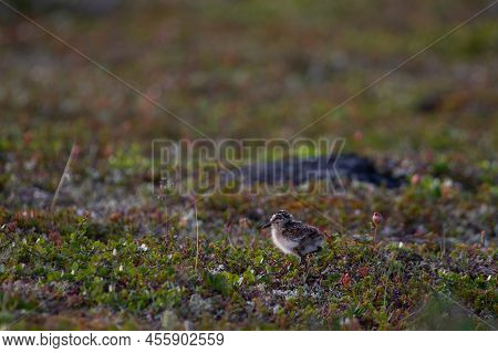 Young Red-necked Phalarope, Phalaropus Lobatus, Running Along The Willows On The Arctic Tundra. Arvi