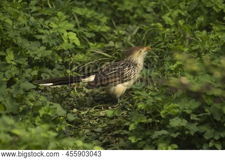The Guira Cuckoo (guira Guira) In Zoo.