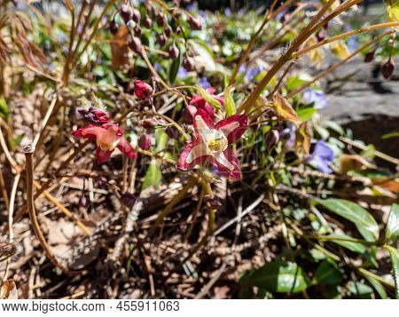 Close-up Of The Spreading Plant With Heart-shaped Leaves - The Red Barrenwort, Fairy Wings Or Bishop