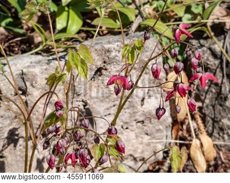 Close-up Of The Spreading Plant With Heart-shaped Leaves - The Red Barrenwort, Fairy Wings Or Bishop