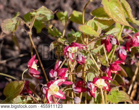 Close-up Of The Spreading Plant With Heart-shaped Leaves - The Red Barrenwort, Fairy Wings Or Bishop
