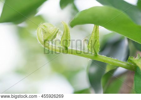 Close Up Detail Of A Fern With Sunlight In The Morning.