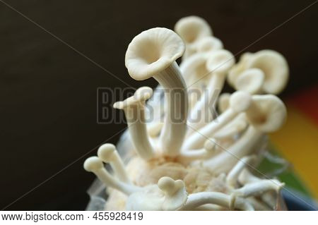Close Up Of Growing Immature Oyster Mushrooms