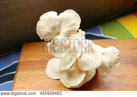 Fresh Harvested Indian Oyster Mushrooms Ready For Cooking