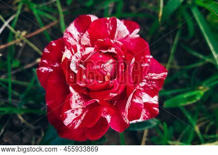 Unusual Striped Rose Ferdinand Pichard. Beautiful Decorative Flower In The Garden.