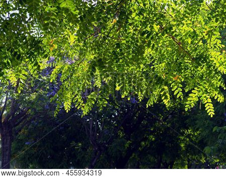 Branches Of Acacia (caragána Arboréscens) In Sunlight Against The Background Of Trees.